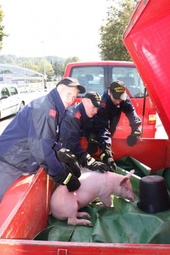 20090926_schweinefang_img_4595x