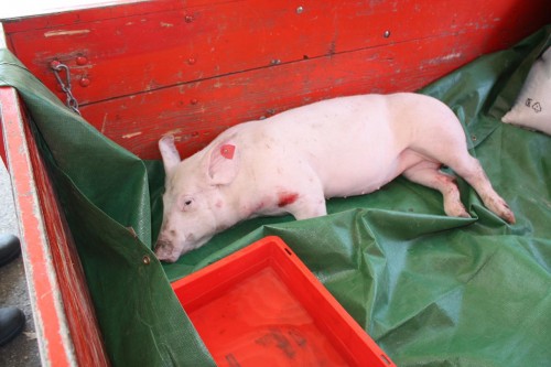 20090926_schweinefang_img_4612x